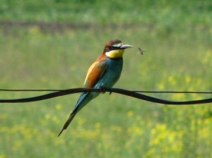 IMG_4355